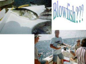 blowfishpicspage.jpg