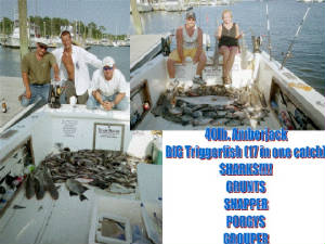 bottomfishpicpagecollage.jpg